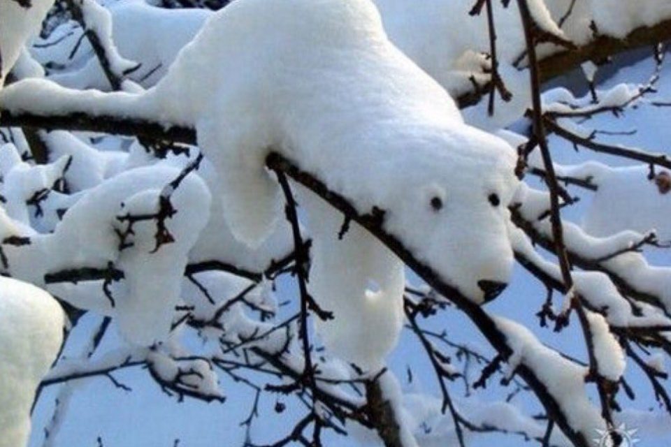 Зимний оптимизм