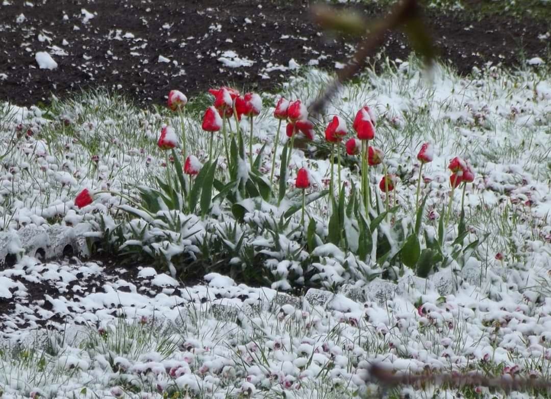 А утром опять снега (Надежда Мартьянова) / Стихи.ру