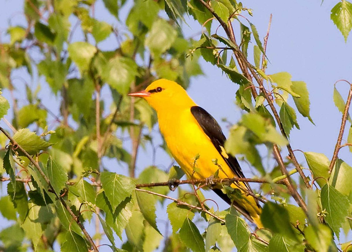 В который раз