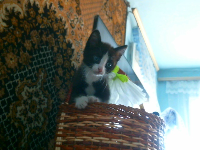 Мурзик! (Вера Кретова) / Стихи.ру