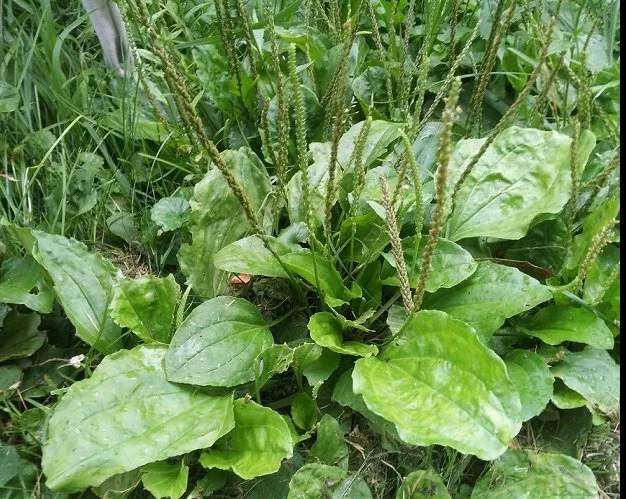 Подорожник