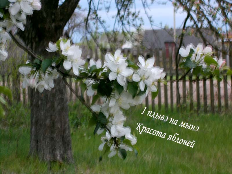 Вина Якава, да,