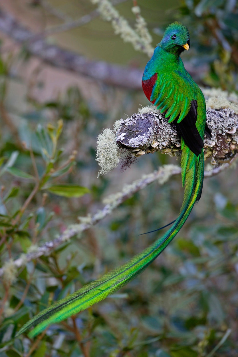 Tales androgyny quest quetzal pictures