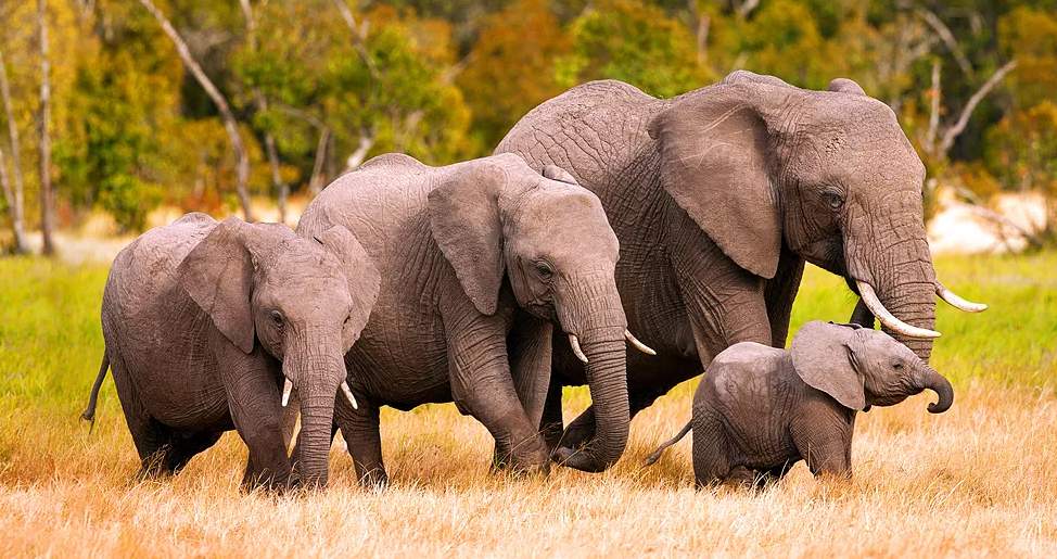 Африканский слон