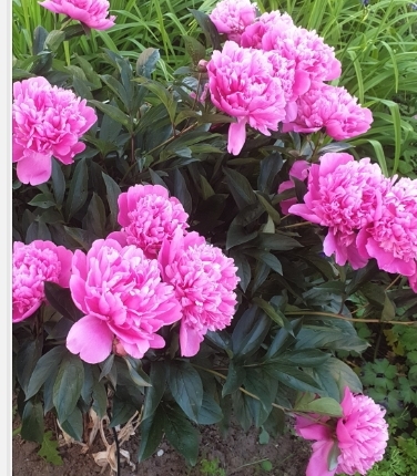 Пионовая гроза