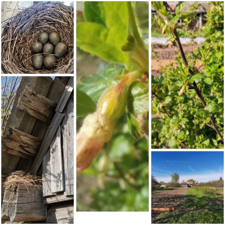 Майское утро. Хроники загородного быта