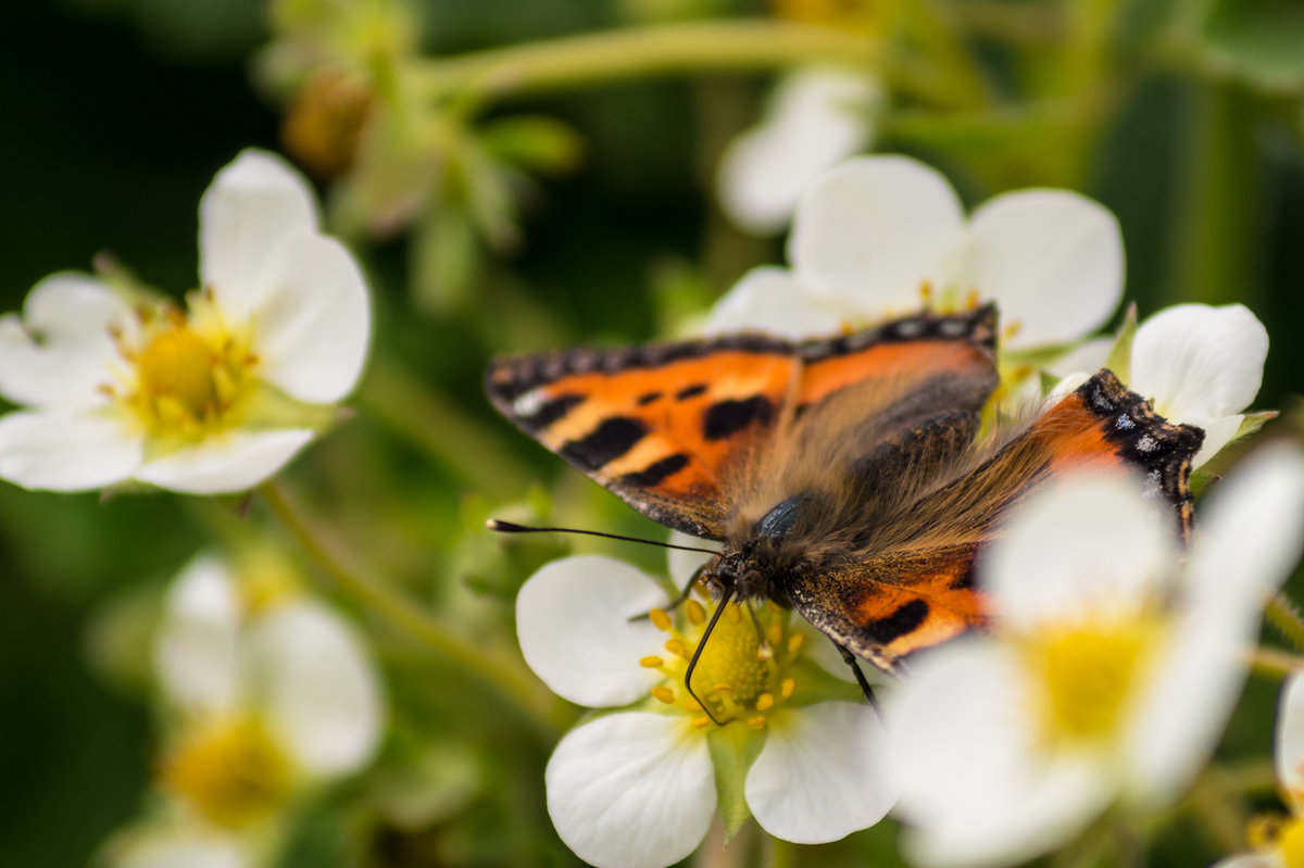 Майским утром золотистым