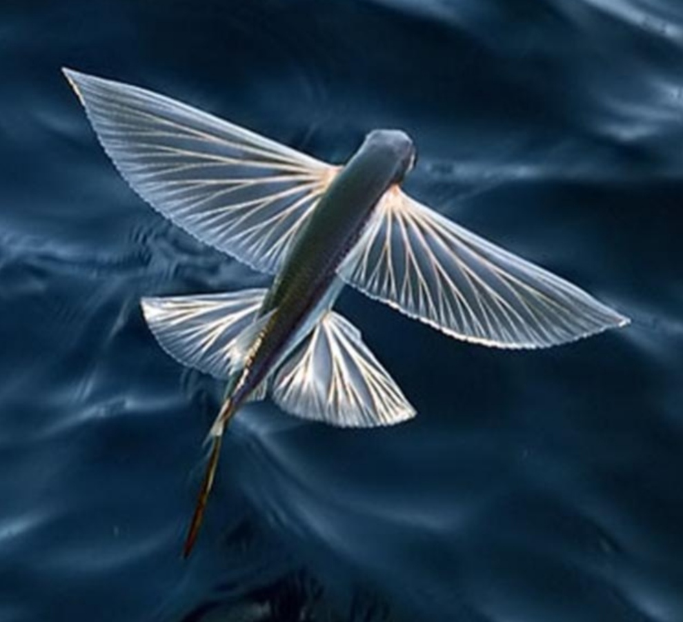 Летучая рыба 2