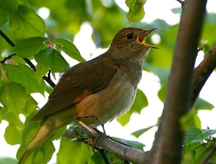 Песнь соловья