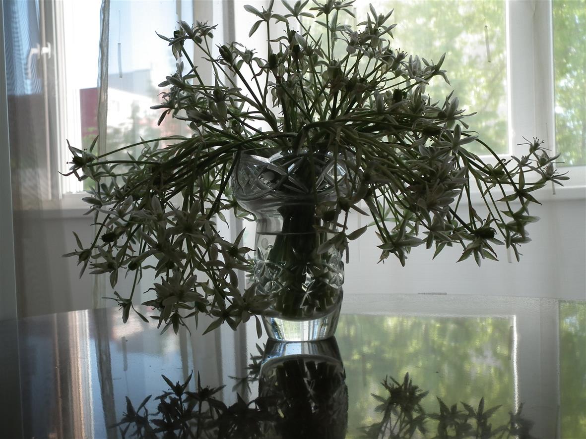 Дождевая лилия