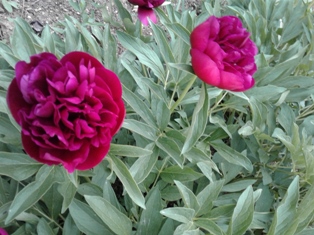 срб-бг, Суjета, превод Лит на Веси Ст