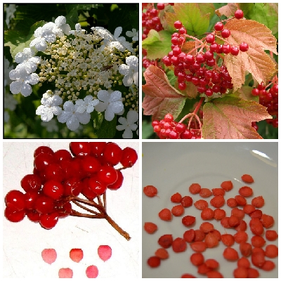 Да идти к алтарю не спешит...