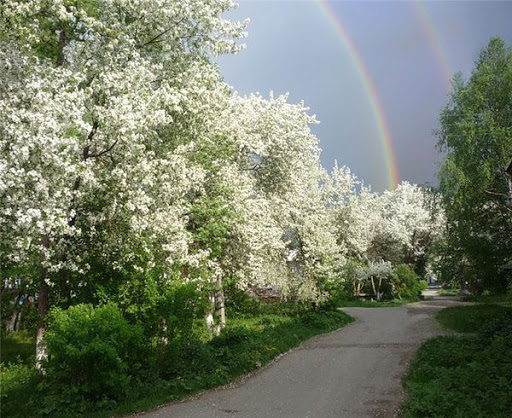 Расцвела акация