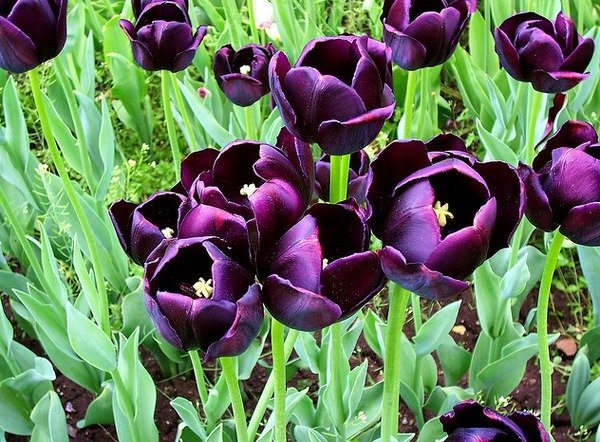 Этапы жизни