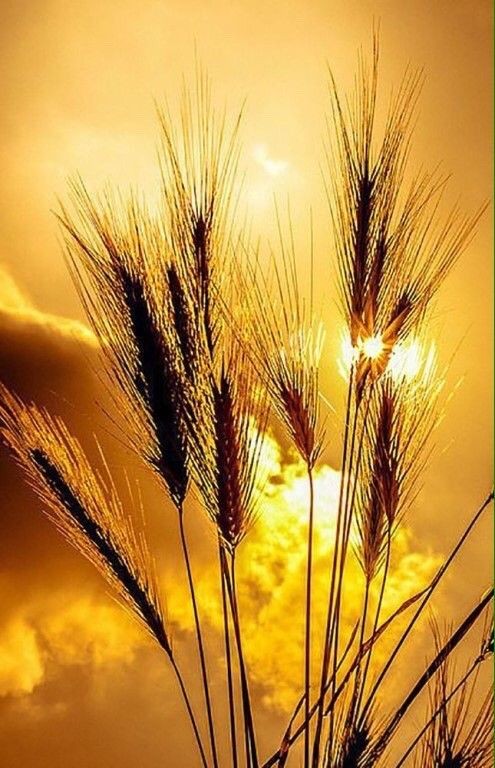 Горит, пылает золотом душа