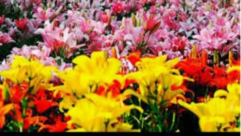 Мы всё спешим...