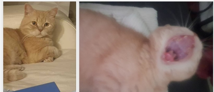 Ты безнадёжно рыжий