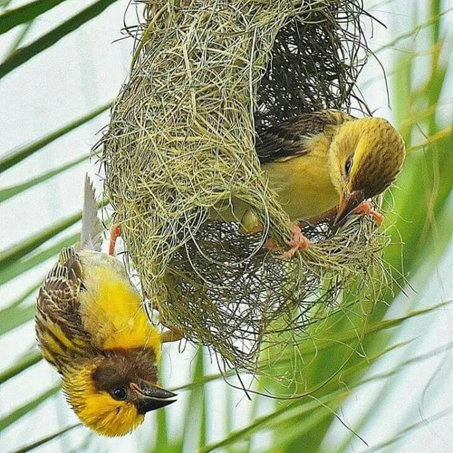 Птицы без гнезд. Гнездо для птиц.. Птичье гнездо. Птица строит гнездо. Гнездышко птицы.