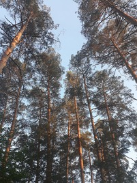 Как же я люблю бродить по лесу