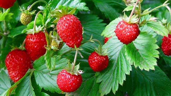 Красный стих