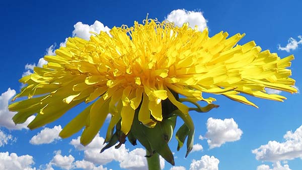 Жёлтый стих