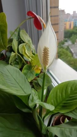 На окошке моём...