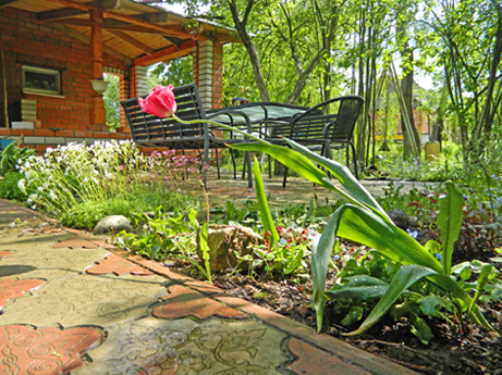 Запоздалый цветок тюльпана