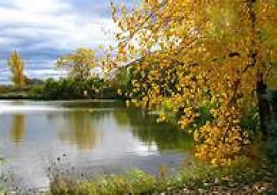 С берез слетают листья...