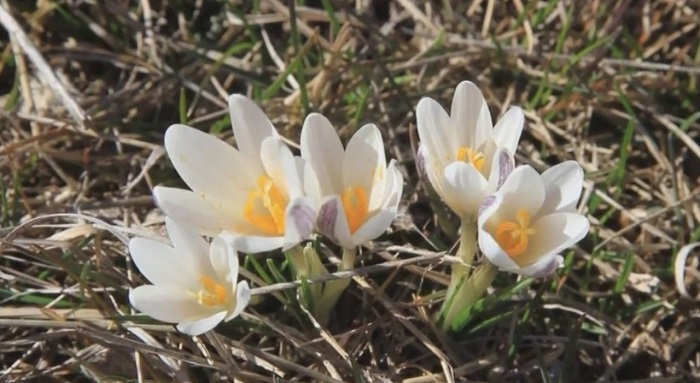 Подснежники