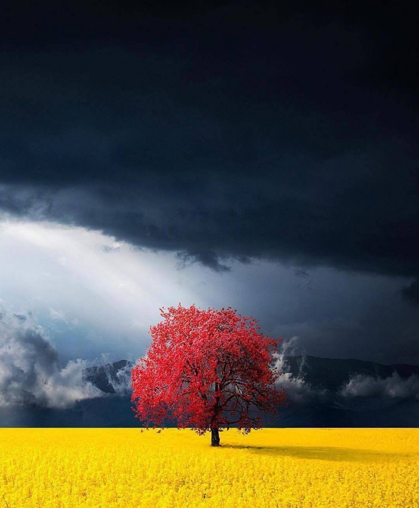 Черное небо, красный клен, желтое поле!