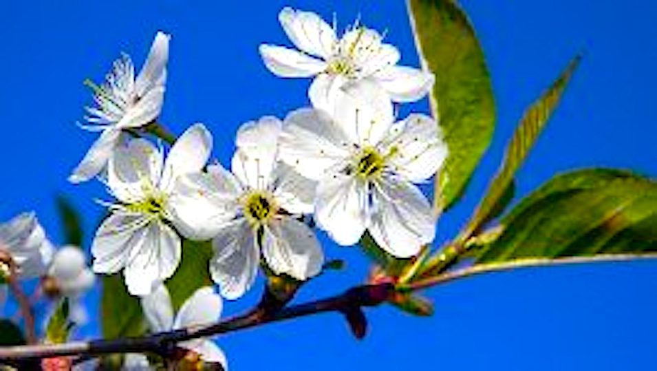 Песня цветущий май. Расцвела белоснежная вишня. Белая вишня цветет. Цветущий май. Вишня белоснежная цветет.