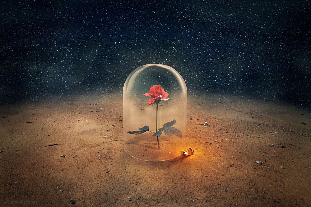 Прирученная роза