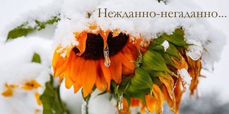 Нежданно-Негаданно... Голосование