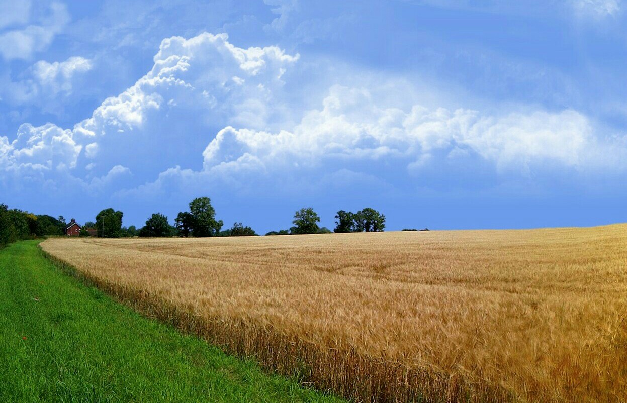 Поле для фото онлайн Хлебное поле (Александр Алексеев 65) / Стихи.ру
