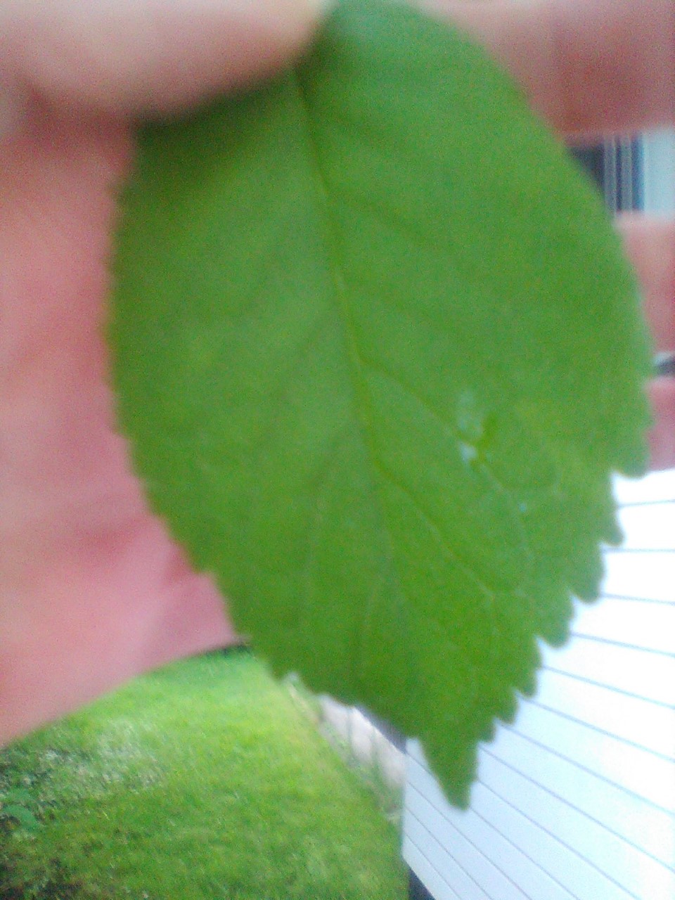 А я на самом деле- человек (Инна4) / Стихи.ру