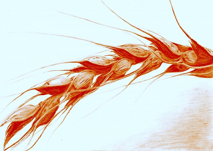 колосья-5 (Владимир Поболь) / Стихи.ру