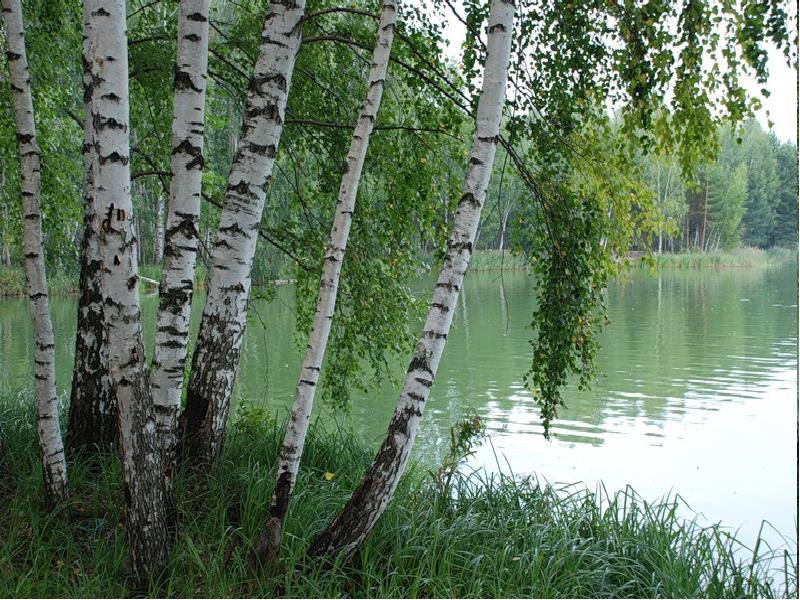 Весна. Апрельские берёзки