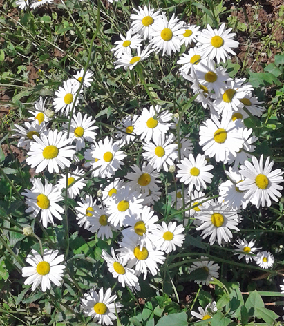 Ветшает тело крепнет дух