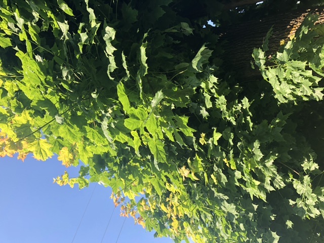 Старый клен