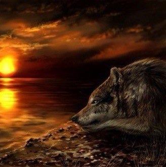 Раненый волк