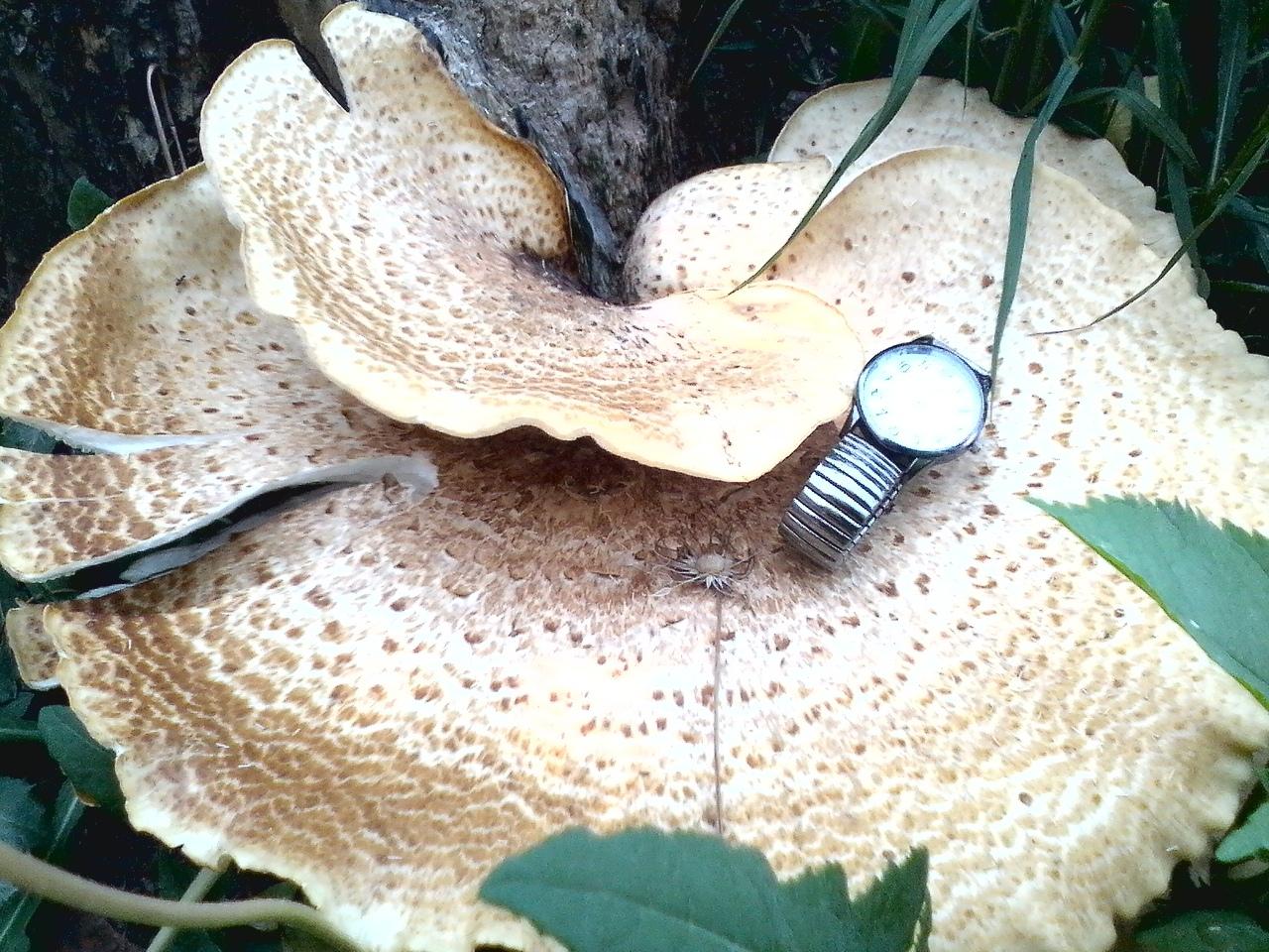 Изобретение с природой отобразила камера