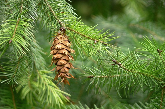 Волшебный эликсир...