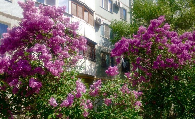 Перед грозой