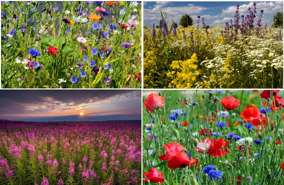 Луговая аптека