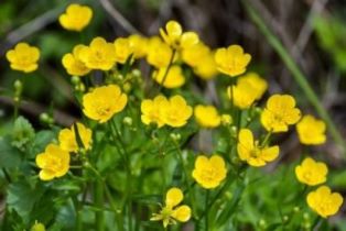 Лютики - цветочки