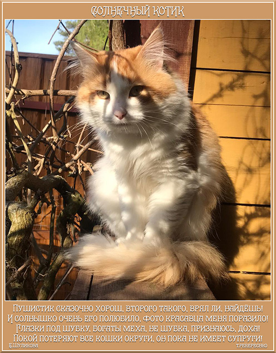 Солнечный котик