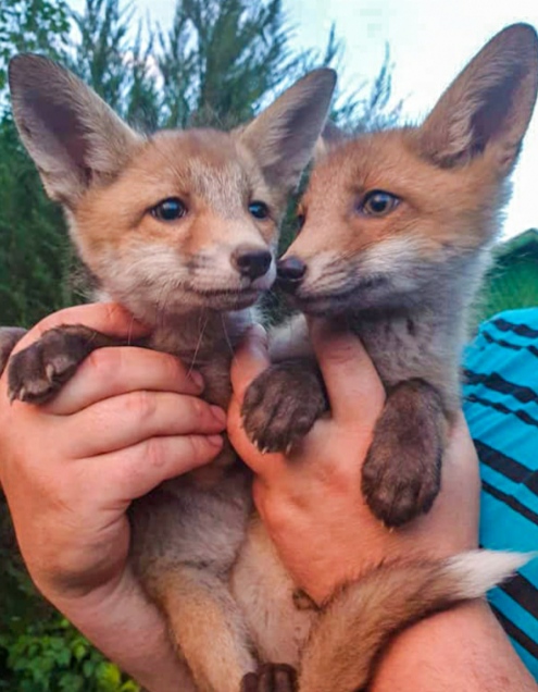 Лучше - в лес!