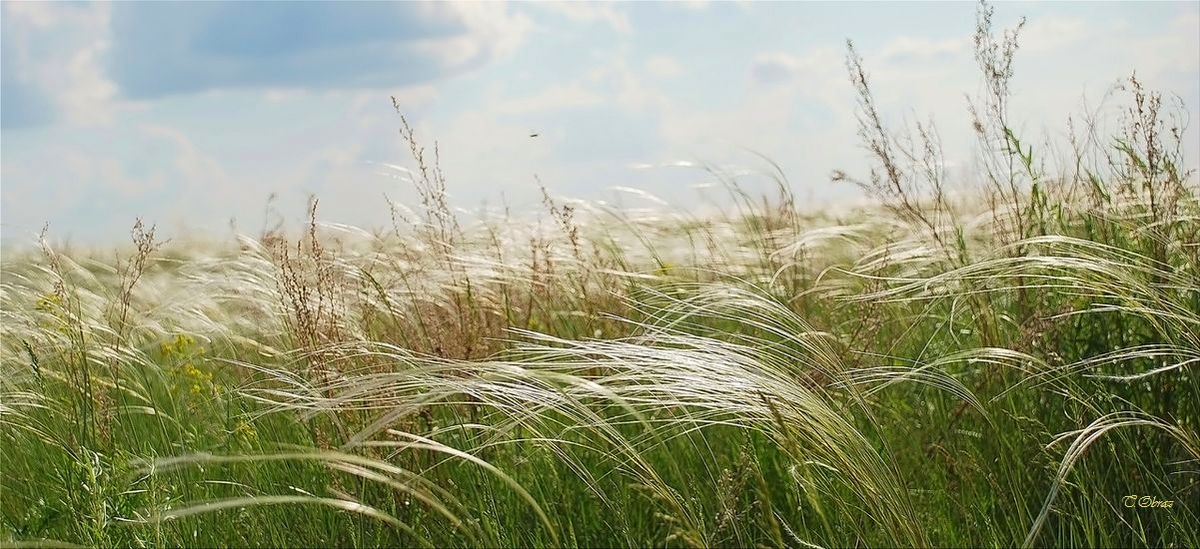 Ковыль ставропольского края. Родная степь песня. Типчаково-ковыльная степь оренбург. Поле луг. Луг с высокой травой.