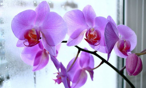 Орхидея на окне 2