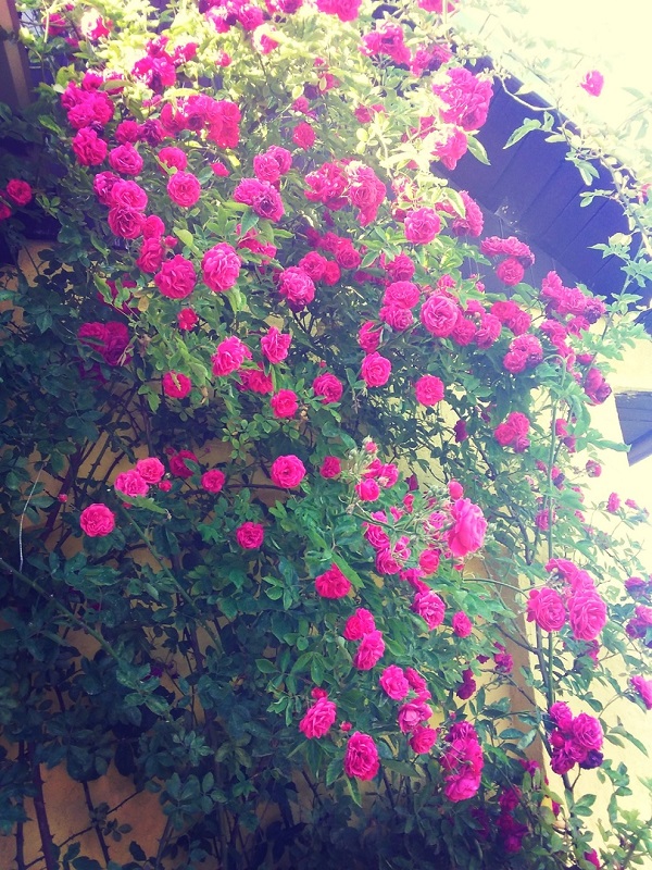 Стандзесcкие дали